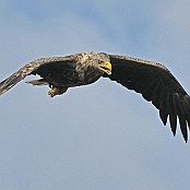 White-tailed Eagle  "Haliaeetus albicilla"